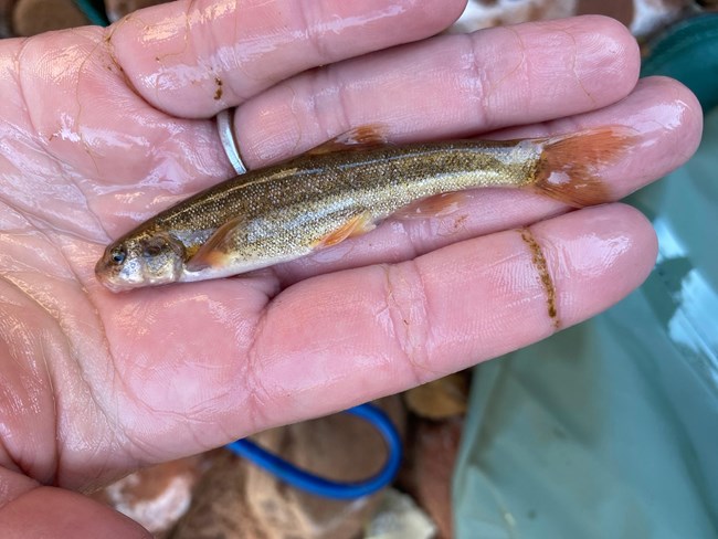 A hand holding a small brown and silvery fish