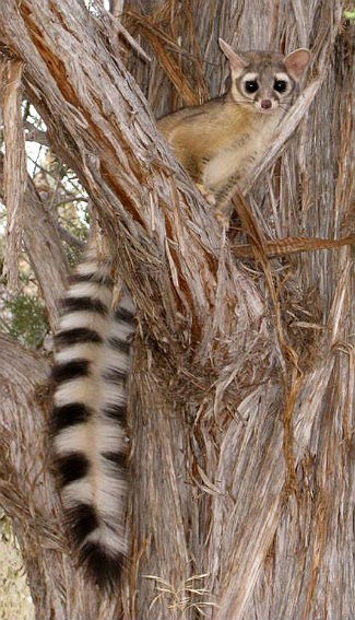 Small, tan bodied ringtail perched in a juniper tree. Its long, black and white tail, draped on the trunk of the tree