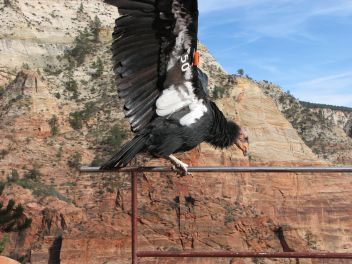 California Condor