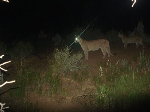 Mountain Lion at night