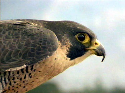 Peregrine Falcon