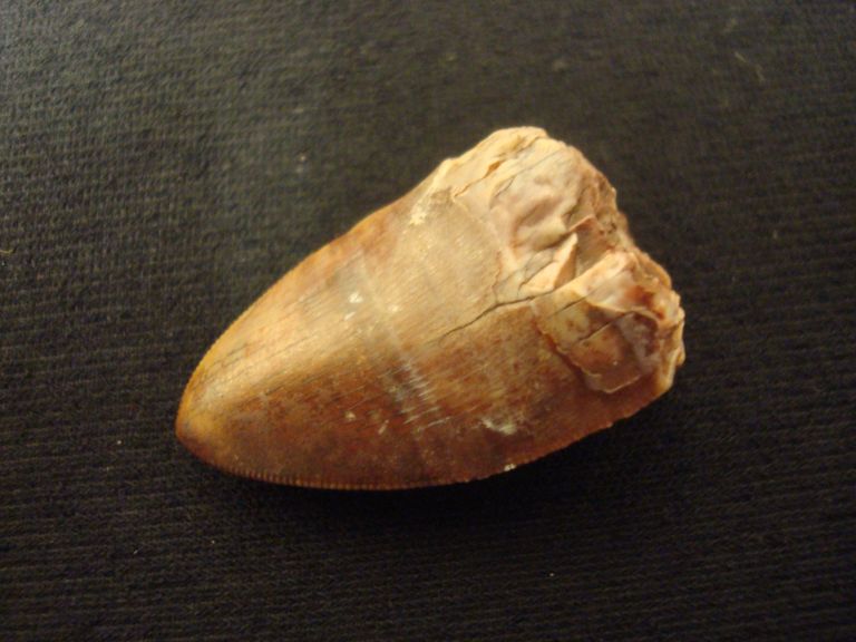 Phytosaur Tooth