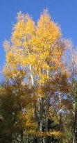 Quaking Aspen