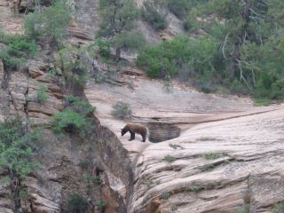 Rare black bear sighting on east side of park. Taken on June 9, 2005 by park rangers.