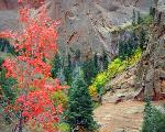 7. Kolob in Autumn