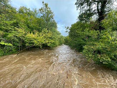 Muddy brown water rushes through the upper branches of green leafy trees