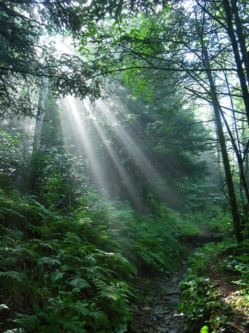 sunbeams shine through thick trees along a wooded pathway
