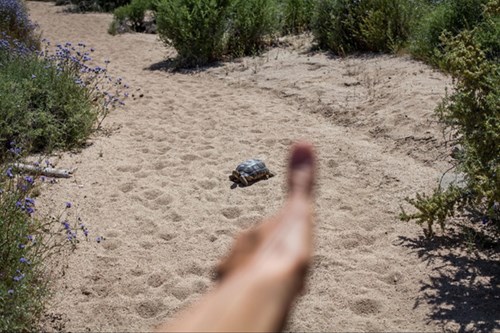 in the foreground a blurry thumb is held up next to a turtle in the distance in a sandy area surrounded by scrubby vegetation