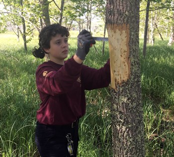 Young woman wearing gloves uses a draw knife to remove bark from a standing tree in a forest