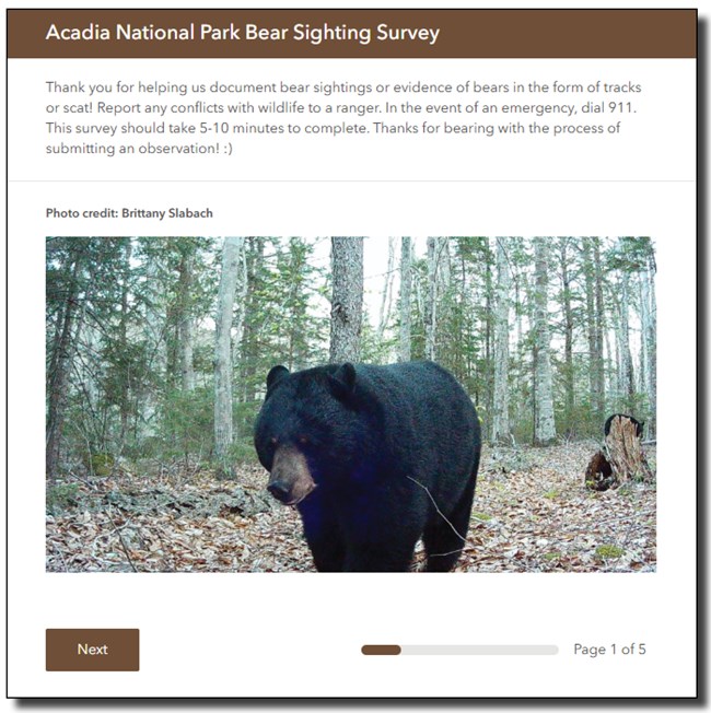 Screen capture of a bear sighting survey form that features a photo of a black bear
