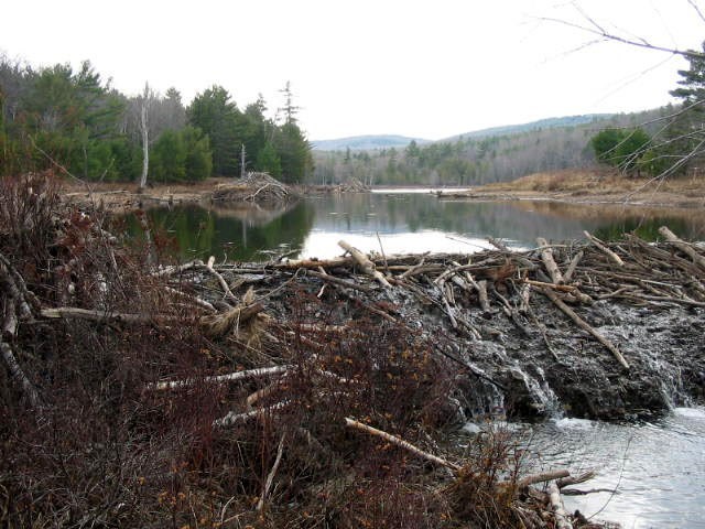 beaver dam in acadia