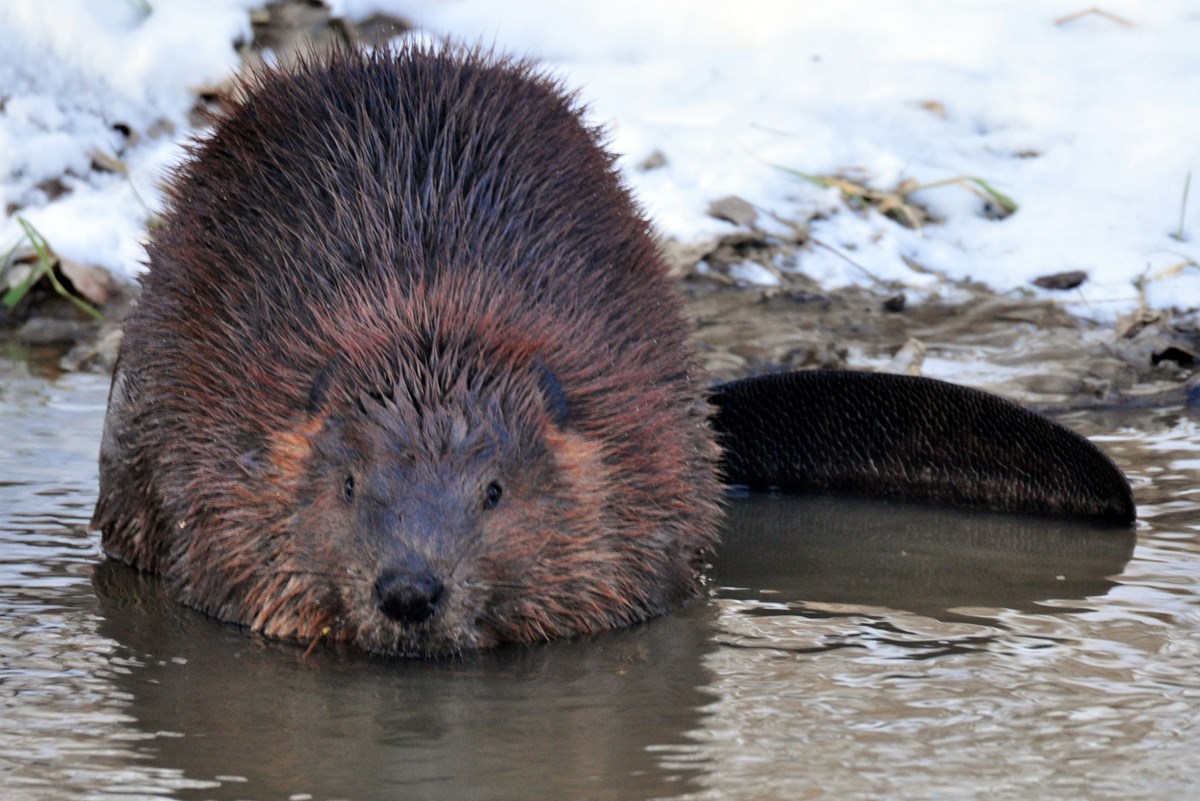 Beaver - Acadia National Park (U.S. National Park Service)