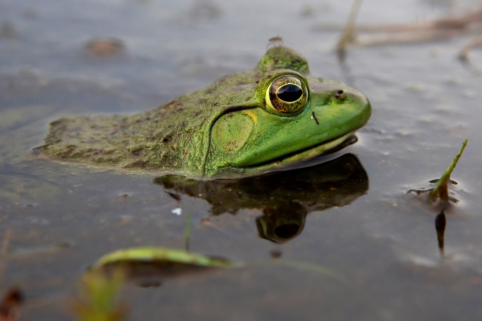 Amphibians and Reptiles - Acadia National Park (U.S. National Park Service)