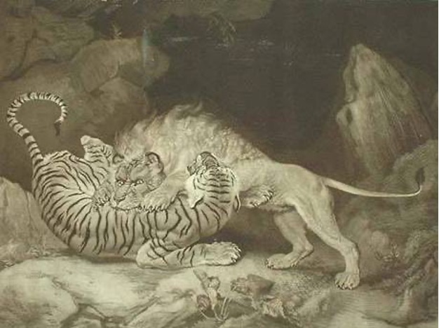 Lion and Tiger fighting