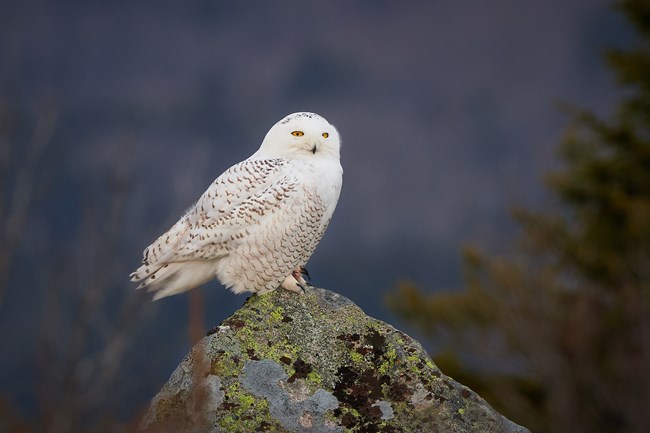 white owl sits upon exposed rock