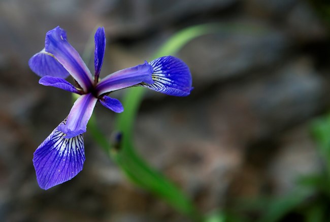 Detailed image of a purple wildflower