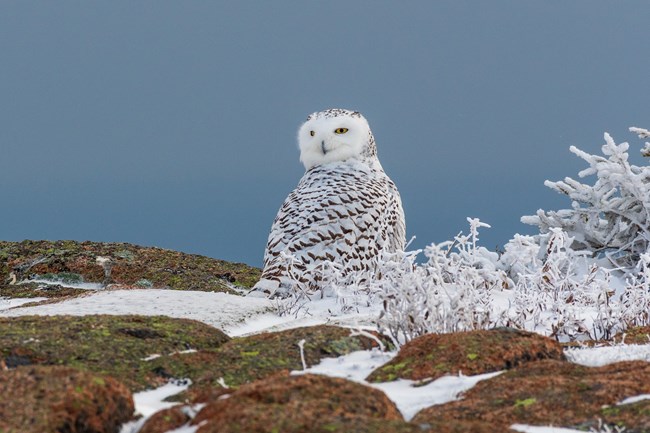 A snowy owl (Bubo scandiacus) in Acadia NP