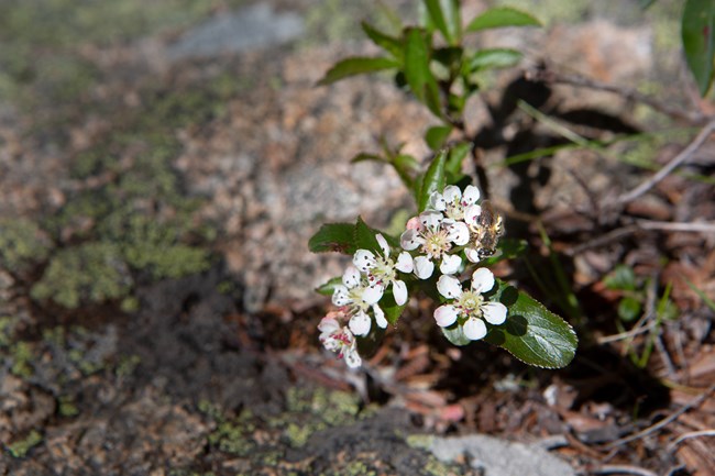 Plant with white flowers growing between rocks