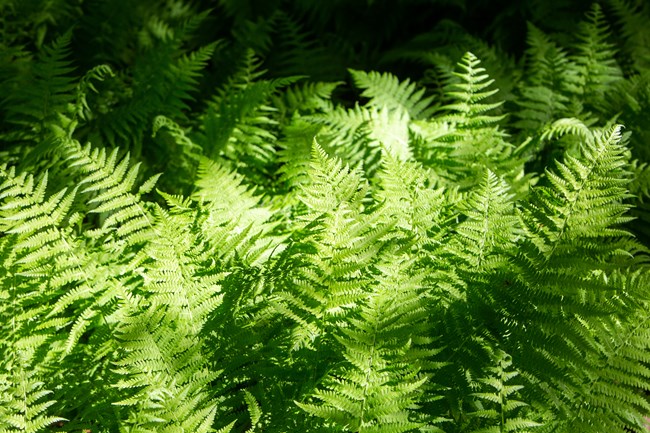 Detail of ferns growing in a bunch