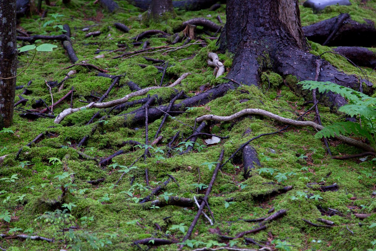 Roots and moss along a forest floor