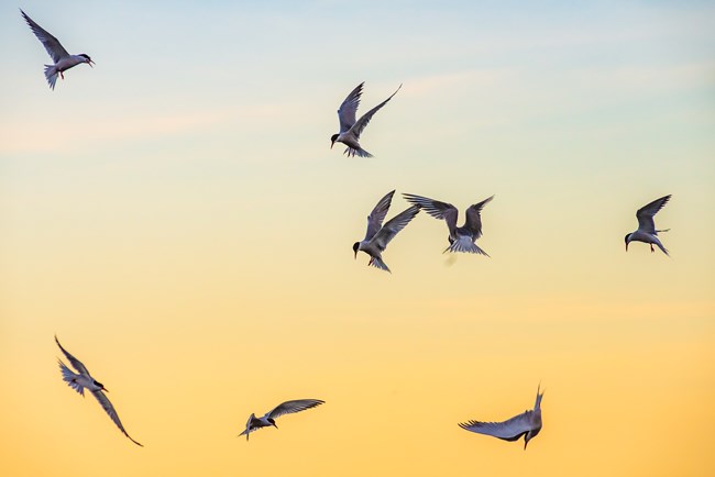 Common terns hover above the ocean in search of a meal