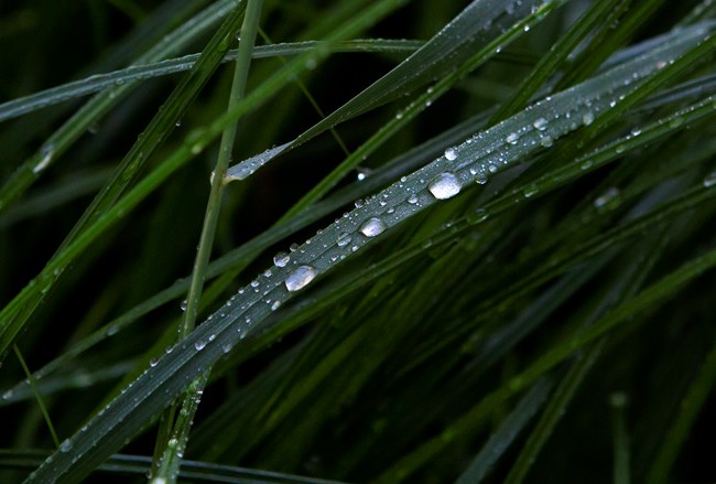 Detailed image of blades of grass with water droplets