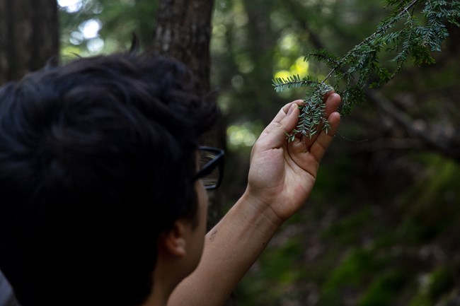 Person inspecting a hemlock branch covered in white wool, sign of HWA