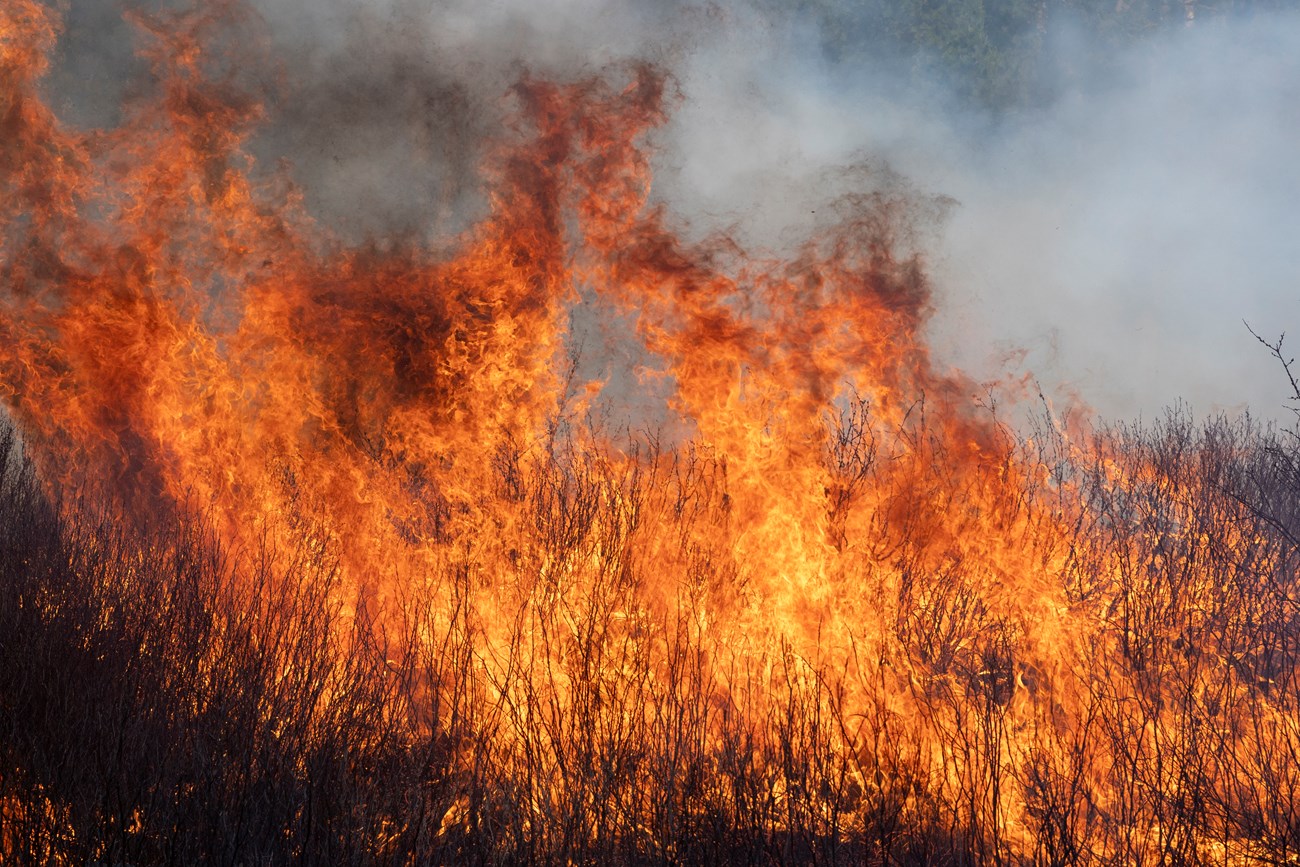 Vibrant orange flames of burning grasses fill the entire image as a thick gray layer of smoke rises into the air.