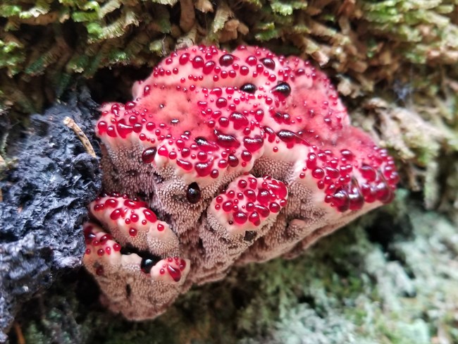 A Bleeding Tooth Fungus growing among moss.