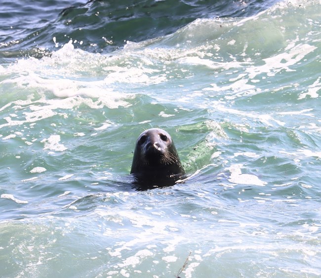 A seal pokes its head up from the waves.