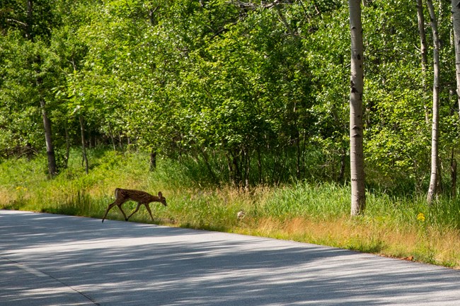 Whitetail deer fawn crossing a roadway