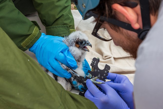 A person holds a juvenile peregrine falcon while banding its leg