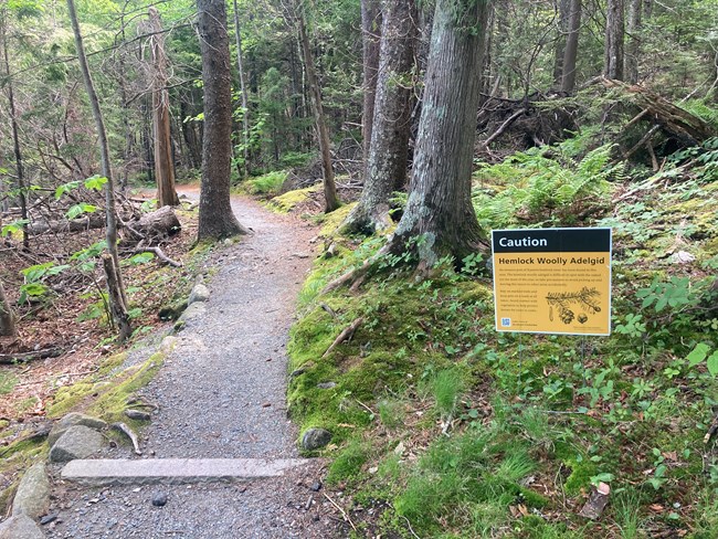 Sign on trail alerting visitors to hemlock woolly adelgid