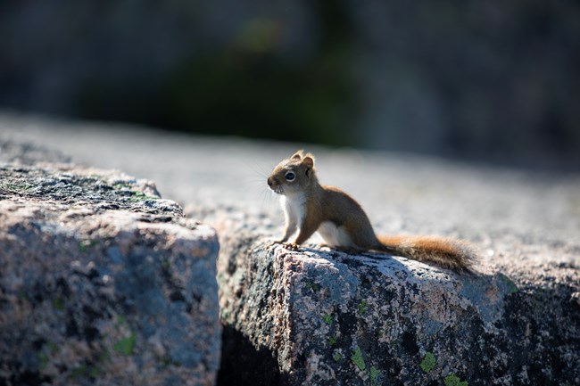 Red squirrel perched on top of a granite coping stone