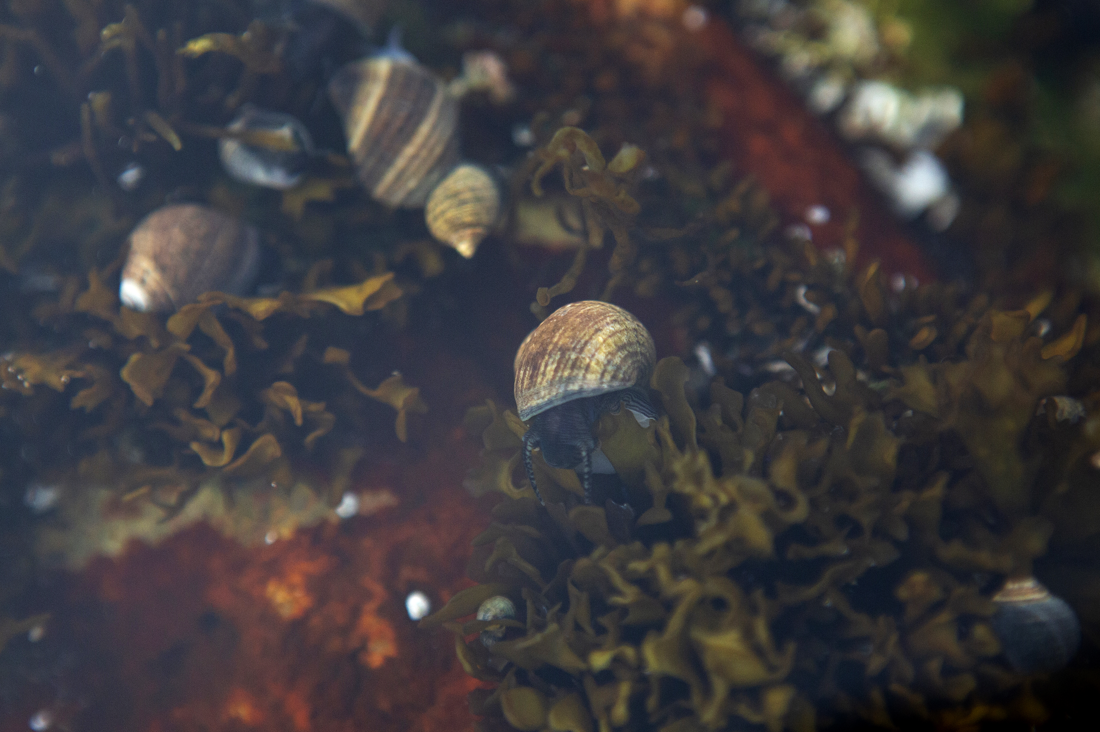 Snails moving in a tide pool