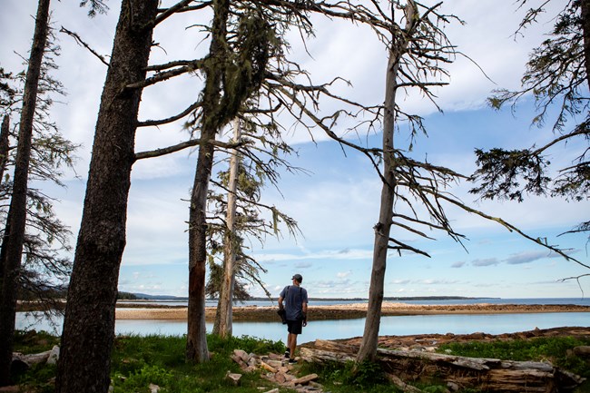 Person standing next to trees on shoreline
