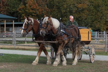 Two large draft horses pull a wagon with a single driver