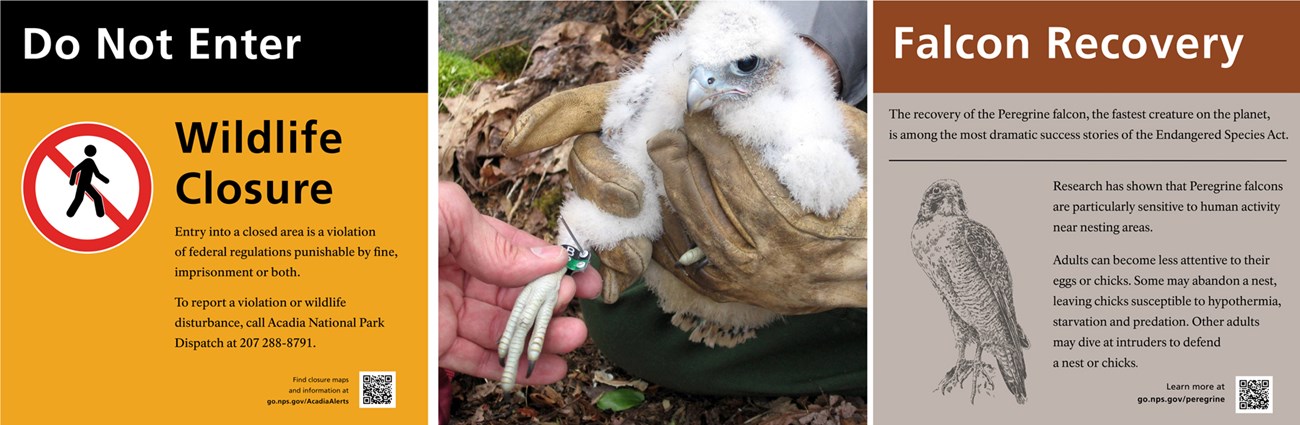 Composite graphic with two trail closure signs and a photo of a peregrine falcon chick
