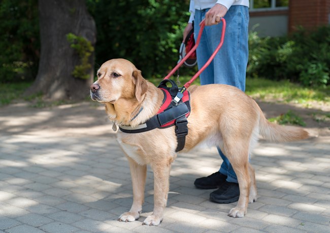 Service dog wearing a red rigid hardness stands next to a person in a wooded outdoor setting