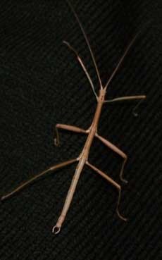 A thin brown 3-inch-long walking stick bug has 6 legs, 2 antennae, and a tail with a hook.