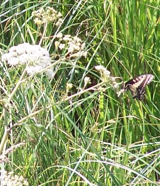 A black, orange, and white butterfly rests on a white blooming Yarrow plant among the green prairie grasses.