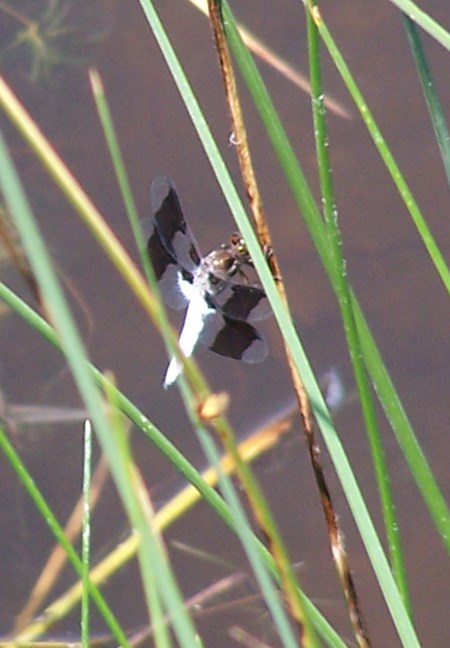 A white dragonfly with black banded clear wings clings to tall green reed grass along the Niobrara River.