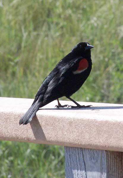 A black bird with a red and yellow wing about 9 inches long stands on an outdoor rail.
