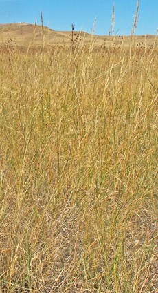 Summer prairie grasses