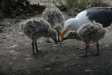 Gull feeding chicks