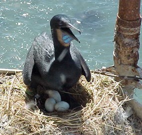 Brandt's cormorant on eggs