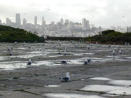 Western Gulls setting up nesitng territories on the old Parade Grounds