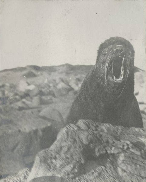 A seal bears its teeth