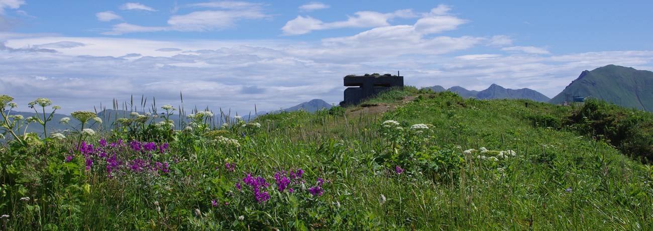a cement structure sits atop a mountain with pink wildflowers in the foreground and an expansive coastal mountain range in the background.