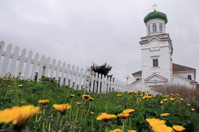 a white church with a bulbous steeple sits amid a field of bright yellow flowers.